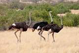 Image. Common Ostrich