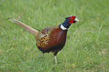 Image. Common Pheasant