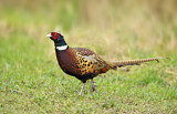 Image. Common Pheasant