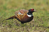 Image. Common Pheasant