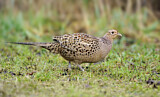 Image. Common Pheasant