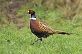 Image. Common Pheasant