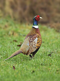 Image. Common Pheasant
