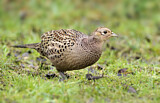 Image. Common Pheasant