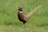 Image. Common Pheasant