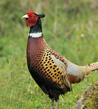 Image. Common Pheasant