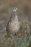 Image. Common Pheasant