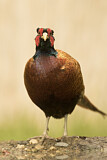 Image. Common Pheasant