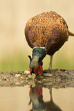 Image. Common Pheasant