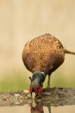 Image. Common Pheasant