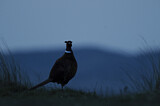 Image. Common Pheasant