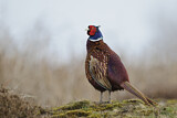 Image. Common Pheasant