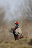 Image. Common Pheasant