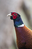 Image. Common Pheasant
