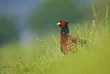 Image. Common Pheasant