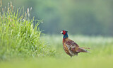 Image. Common Pheasant