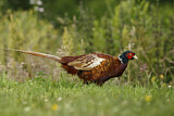 Image. Common Pheasant