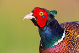 Image. Common Pheasant