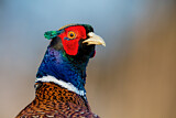 Image. Common Pheasant