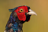 Image. Common Pheasant