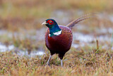Image. Common Pheasant