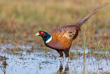 Image. Common Pheasant