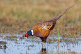 Image. Common Pheasant