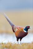 Image. Common Pheasant
