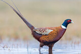Image. Common Pheasant