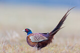 Image. Common Pheasant