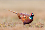 Image. Common Pheasant
