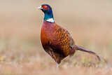 Image. Common Pheasant
