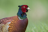 Image. Common Pheasant