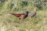 Image. Common Pheasant