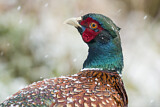 Image. Common Pheasant