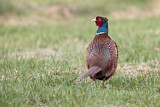 Image. Common Pheasant