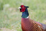 Image. Common Pheasant