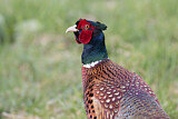 Image. Common Pheasant