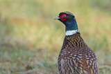 Image. Common Pheasant