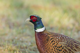 Image. Common Pheasant