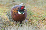 Image. Common Pheasant