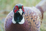 Image. Common Pheasant