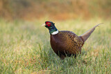Image. Common Pheasant