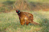 Image. Common Pheasant