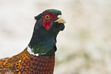 Image. Common Pheasant