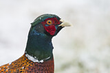 Image. Common Pheasant