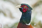 Image. Common Pheasant