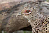 Image. Common Pheasant