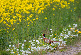 Image. Common Pheasant