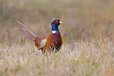 Image. Common Pheasant